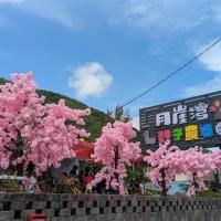 花蓮旅遊．火車來回｜折1000、玉山神學院櫻花、月崖灣親子農場、新城天主堂、鈺展苗圃落羽松三日｜高雄出發