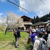 嘉義｜阿里山櫻花.二萬平車站.二萬平(黑森林)步道.奮起湖車站.龍雲農場2日｜高雄台南