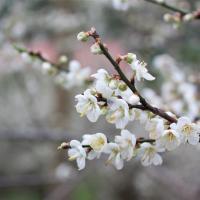 春節台南｜梅嶺賞梅.玄空鐘乳石.鎮瀾宮走春.老爺二日｜豪華三排椅