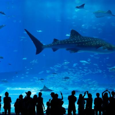 沖繩旅遊｜台灣虎航｜美麗海水族館.海景下午茶.絕美神社波之上神宮四日｜高雄來回