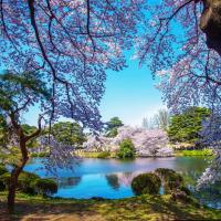 東京旅遊｜春櫻｜賞櫻名所～新宿御苑.鎌倉大佛.富士山纜車.三溪園.迪士尼.燒肉吃到飽五日｜高雄來回