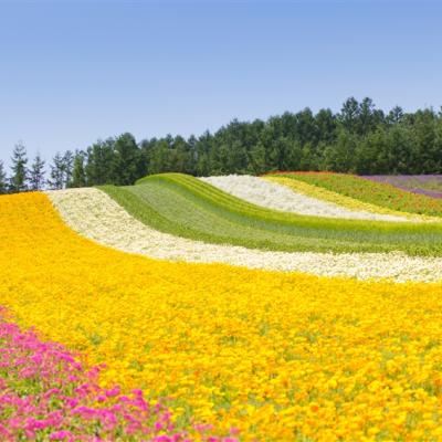 特選北海道旅遊｜富良野花田.四季彩之丘.函館纜車.海洋公園.金森倉庫群.企鵝遊行.溫泉螃蟹五日