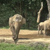 印尼｜雅加達｜入住動物園與長頸鹿同饗、ALOHA_PIK沙灘、五星飯店、網紅咖啡廳、縮影公園五日(兩人成行)