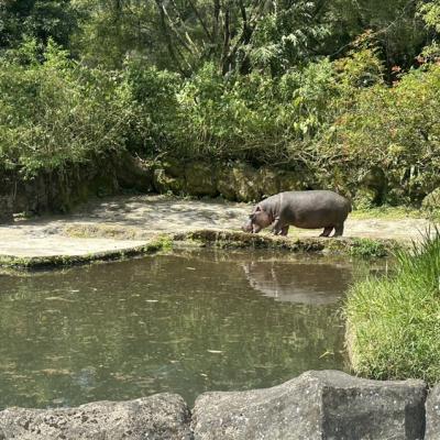 雅加達旅遊｜阿夏島浮潛,小人國縮影公園,野生動物園與長頸鹿共進早餐,升等一晚五星,無購物五日(含稅)