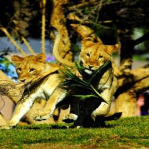 美國-加州聖地牙哥動物園門票