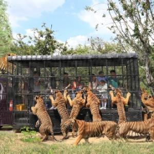 泰國-曼谷賽福瑞野生動物園門票&網卡組| 指定方案限量加贈Uber優惠