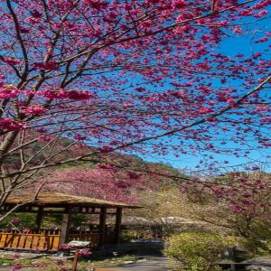 台中-八仙山國家森林遊樂區門票全票| 平假日均可使用