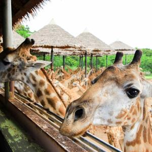 泰國-曼谷塞福瑞野生動物園Safari World | 專屬包車一日遊