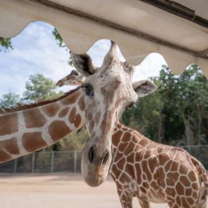 泰國-曼谷北碧野生動物園的包車一日遊| 含門票和丹嫩沙多水上市場