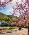 台北旅遊｜陽明山花季、大安森林賞季節花、台版富良野三層崎花海、北投溫泉博物館二日｜高南出發