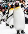 北海道旅遊│夢幻熱氣球、森林精靈露台、青池、旭山動物園、小樽、溫泉美食六日│三晚溫泉