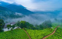 Tea Harvester