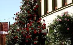 Hotel Reingard