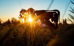Brahman Hills Weddings, Events, Hotel & Spa