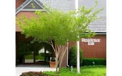 Residence Inn Dallas Addison/Quorum Drive