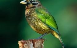 Chambers Wildlife Rainforest Lodges