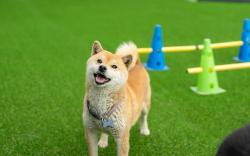 Gapyeong Ddobagi Pet & Spa Glamping