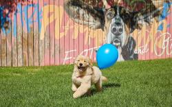 SONO PET CLUBS RESORTS VIVALDIPARK
