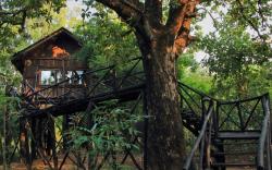 Pugdundee safaris - Tree House Hideaway