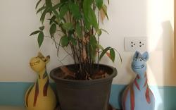 J Apartment