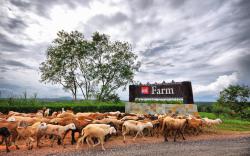 UK Farm Agro Resort