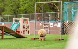 Chuncheon Dogandstay