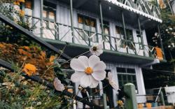 Zivaan's Hollyhocks Cottage, Rishop