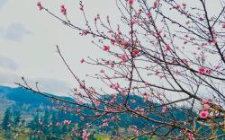 Kasol hostel