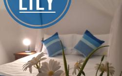 Siroy Lily