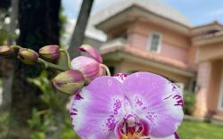 Flower House Villa