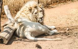 Simba Safaris African Pride Exotic Lodge