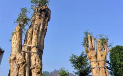 SARGA Earthing Resort
