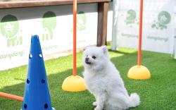 Gangneung Dangdangi Dog Pension Blue
