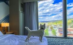Ithaca Marriott Downtown on the Commons
