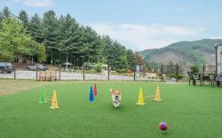 Hoengseong Withpet Village