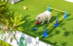 Jeju Dangdangi Dog Pension Black