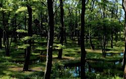 nasu mukunone 