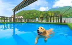 Gapyeong Dangdangi Pet Pension Green