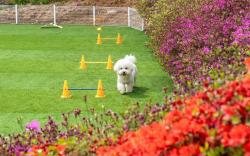 hongcheon sedona pet pension