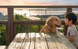 Yeosu Noeul Walk Pet Pension