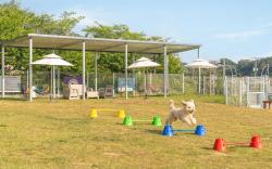 yeosu canada meo  village pet pension