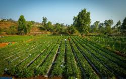 ROOMA Resedency Mahableshwar