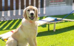 gapyeong beilli pet pool villa pension