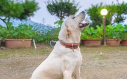 Gapyeong sky pet family dogchae pension
