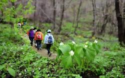 Gangwon Gombaeryeong Evergreen