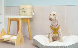 gyeongsan stage-ipple pet pension