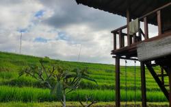 Pondok Pengaringan Loon