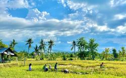 RumiBumi - Lovina Rice Terrace Retreat