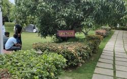 Q Mango Resort 