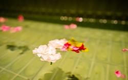 The Marwar Hotel & Gardens